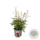 Astilbe japonica GM 2,0L