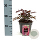 Astilbe (A) 'Red Shades' GM 2,0L