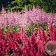 Astilbe 'Vision' GM P9