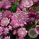 Astrantia m. Cerise Button GM P9