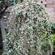 Cotoneaster suec. 'Juliette' 120 cm stam 10L