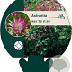 Astrantia maj. 'Star of Love' GM P9