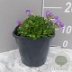 Aubrieta Axcent Light Blue GM 2,0L