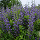Baptisia 'Blueberry Sundae' GM P9