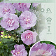 Hibiscus syr. Lavender Chiffon 60-80 cm 7,5L