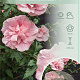 Hibiscus syr. Pink Chiffon 50-60 cm 7,5L