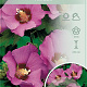 Hibiscus syr. Pink Giant 50-60 cm 7,5L