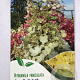 Hydrangea pan. Candlelight 50 cm stam 5,0L