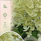 Hydrangea pan. 'Limelight' 50 cm stam 7,5L