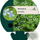 Brunnera macrophylla GM P9