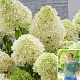 Hydrangea pan. Skyfall 90 cm stam 15L 3jr.kroon