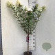 Hydrangea pan. Vanille-Fraise 50 cm stam 5,0L