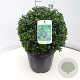 Ilex crenata 'Convexa' 30 cm 7,5L bol