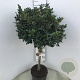 Ilex meserv. Blue Maid 60 cm stam 15L