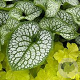 Brunnera macr. 'Silver Star' GM P9