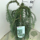 Larix kaempf. 'Stiff Weeper' 60 cm stam 5,0L