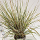Calamagrostis acut. 'Overdam' 50-60 cm 4,0L