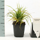Calamagrostis brachytricha GM P9
