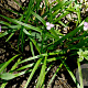 Callisia rosea GM P9