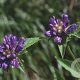 Campanula foliosa GM P9
