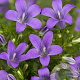 Campanula portenschlagiana GM P9