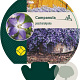 Campanula poscharskyana GM P9