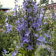 Campanula pyramidalis GM P9