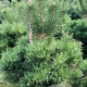 Pinus nigra nigra 150-175 cm draadkluit extra