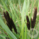Carex acutiformis GM P9