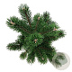 Pinus nigra 'Oregon Green' 50-60 cm 7,5L
