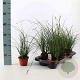 Carex brunnea 'Camara' 15-20 cm P10,5