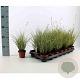 Carex brunnea 'Jubilo' 20-30 cm P8