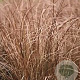 Carex comans 'Bronco' GM 2,0L