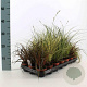 Carex Gemengd 20-30 cm P8