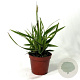 Carex morrowii 'Ice Dance' 15-25 cm P8