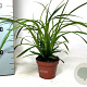 Carex morrowii 'Irish Green' 20-30 cm P10,5