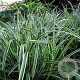Carex musk. 'Variegata' GM P9