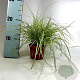 Carex oshimensis 20-25 cm P10,5