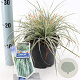 Carex oshim. Everest 20-25 cm 2,0L