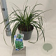 Carex oshim. 'Evergreen' 20-25 cm 2,0L