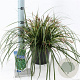 Carex oshim. 'Evergreen' 20-25 cm 2,0L