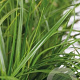 Carex oshim. 'Green Wonder' GM P9