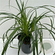 Carex Ribbon Falls GM P9