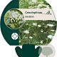 Cenolophium denudatum GM P9