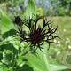 Centaurea montana 'Black Sprite' GM P9