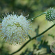 Cephalaria ambrosioides GM P9