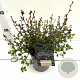 Ceratostigma griffithii 30-40 cm 2,5L