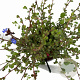 Ceratostigma griffithii 30-40 cm 2,5L