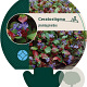 Ceratostigma plumbaginoides GM P9