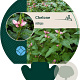 Chelone obliqua GM P9
